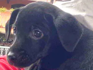 Cachorro raça SRD  idade Abaixo de 2 meses nome Sem nome
