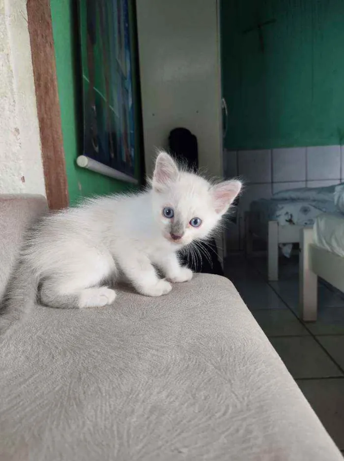 Gato ra a  idade Abaixo de 2 meses nome Scooby