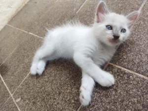 Gato raça  idade Abaixo de 2 meses nome Scooby
