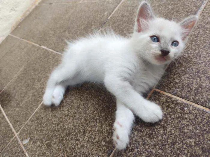 Gato ra a  idade Abaixo de 2 meses nome Scooby