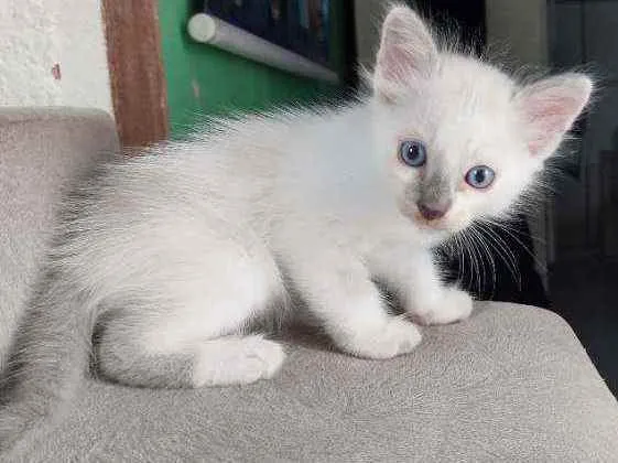 Gato ra a  idade Abaixo de 2 meses nome Scooby