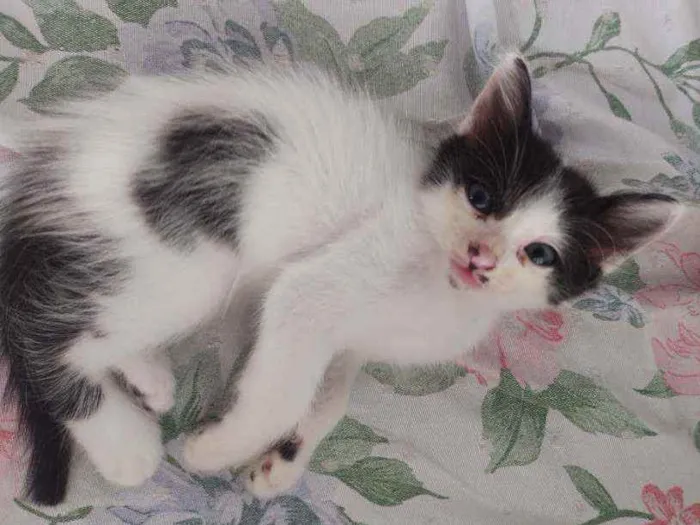 Gato ra a  idade Abaixo de 2 meses nome mimosa