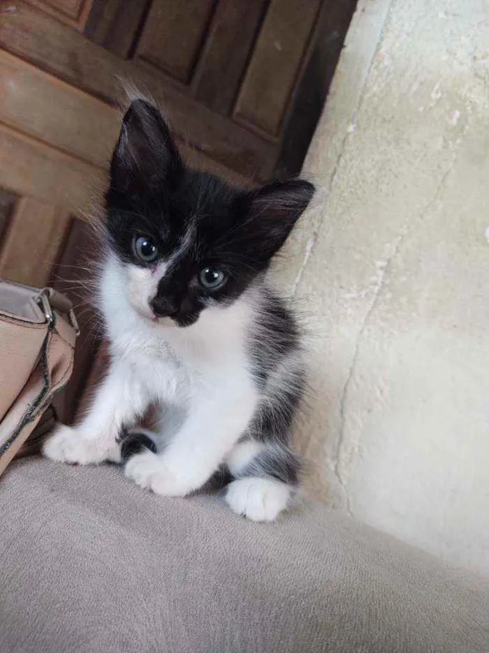 Gato ra a  idade Abaixo de 2 meses nome frajola
