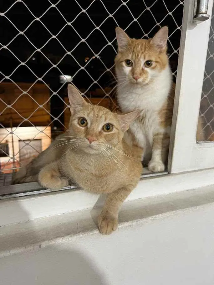 Gato ra a srd idade 7 a 11 meses nome Jonny e Sanny