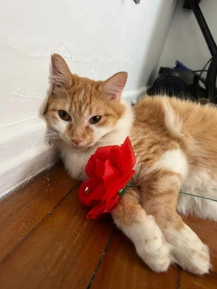 Gato ra a srd idade 7 a 11 meses nome Jonny e Sanny