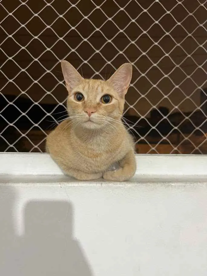 Gato ra a srd idade 7 a 11 meses nome Jonny e Sanny