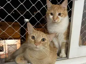 Gato raça srd idade 7 a 11 meses nome Jonny e Sanny