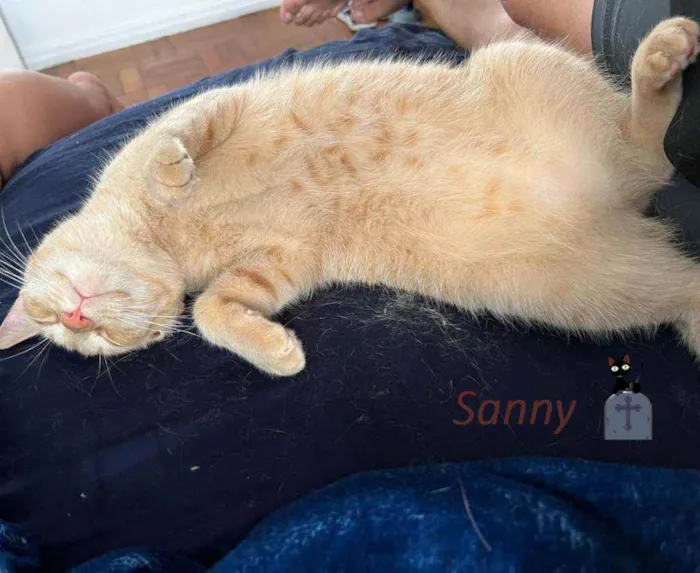 Gato ra a srd idade 7 a 11 meses nome Jonny e Sanny