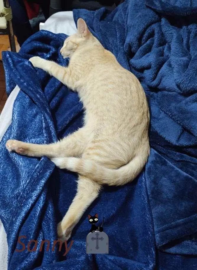 Gato ra a srd idade 7 a 11 meses nome Jonny e Sanny
