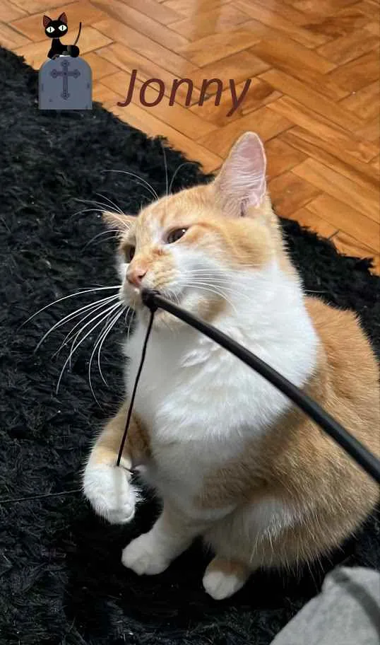 Gato ra a srd idade 7 a 11 meses nome Jonny e Sanny
