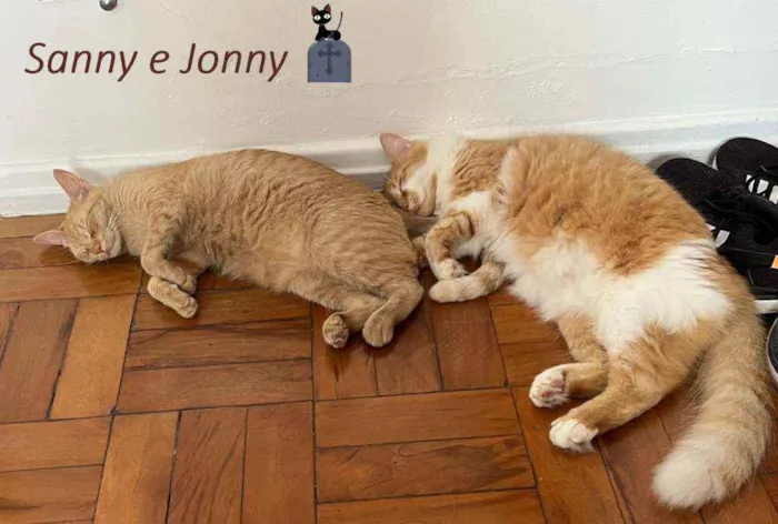 Gato ra a srd idade 7 a 11 meses nome Jonny e Sanny