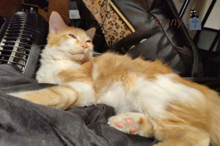 Gato ra a srd idade 7 a 11 meses nome Jonny e Sanny