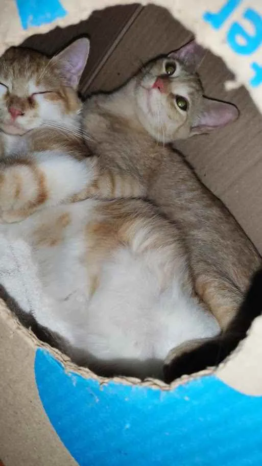 Gato ra a srd idade 7 a 11 meses nome Jonny e Sanny