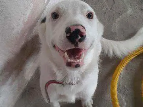 Cachorro raça COLER BORD idade 7 a 11 meses nome FREDERICO