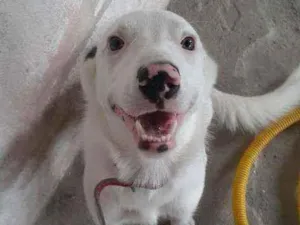 Cachorro raça COLER BORD idade 7 a 11 meses nome FREDERICO