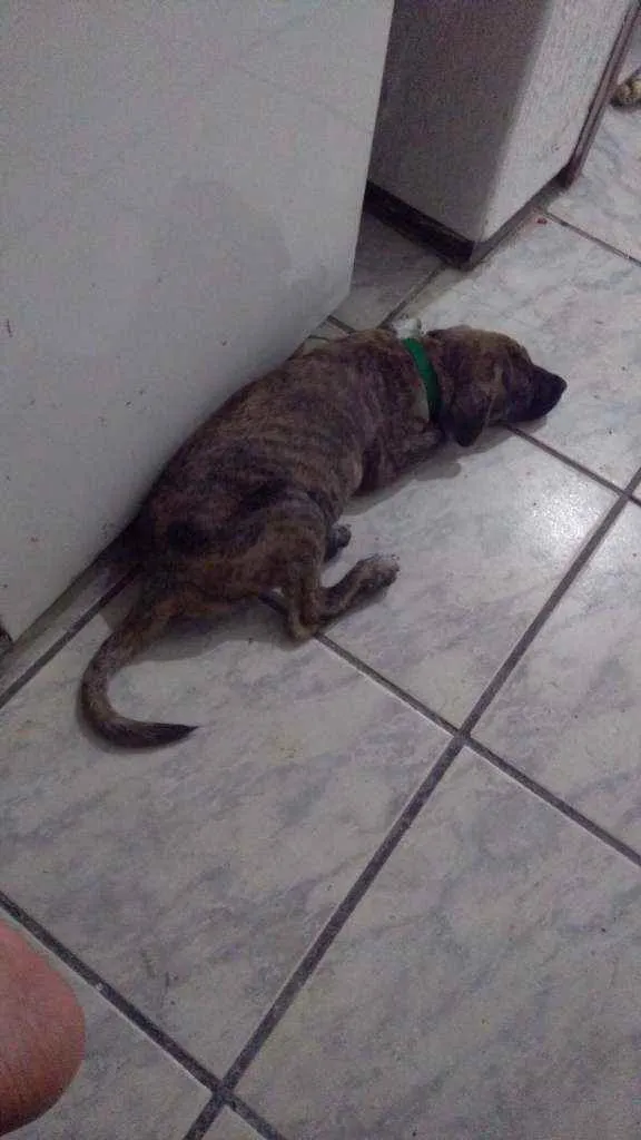 Cachorro ra a Mestiço, peduro e pitbull idade 2 a 6 meses nome Bob