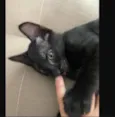 GATINHOS