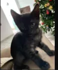 GATINHOS