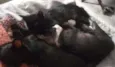 GATINHOS