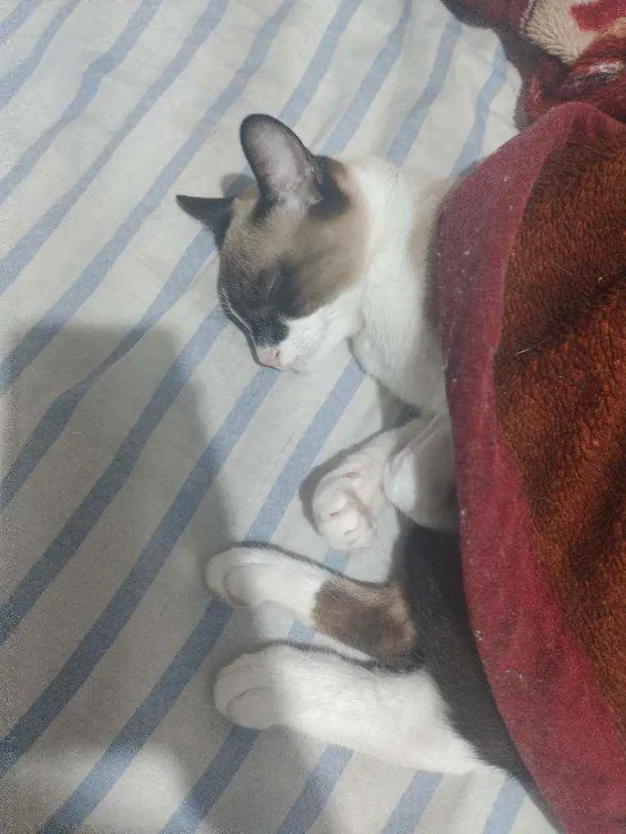 Gato ra a SRD idade 2 a 6 meses nome Luna e Theo