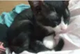 GATINHOS