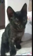 GATINHOS