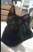 GATINHOS