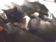 GATINHOS