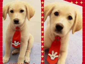 Cachorro raça  idade 2 a 6 meses nome Nike 
