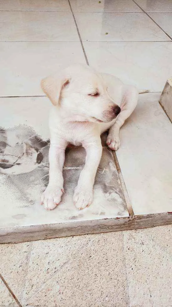 Cachorro ra a Sem raça definida idade Abaixo de 2 meses nome Fofinho