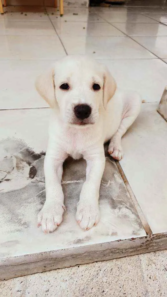 Cachorro ra a Sem raça definida idade Abaixo de 2 meses nome Fofinho