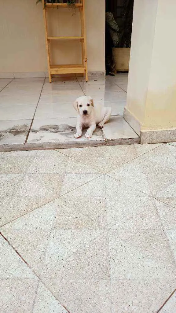 Cachorro ra a Sem raça definida idade Abaixo de 2 meses nome Fofinho