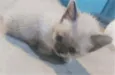 Gatinhos