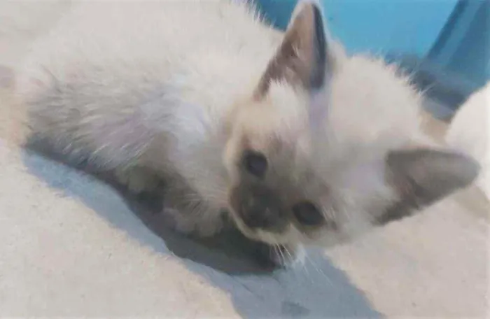 Gato ra a SRD idade 2 a 6 meses nome Gatinhos