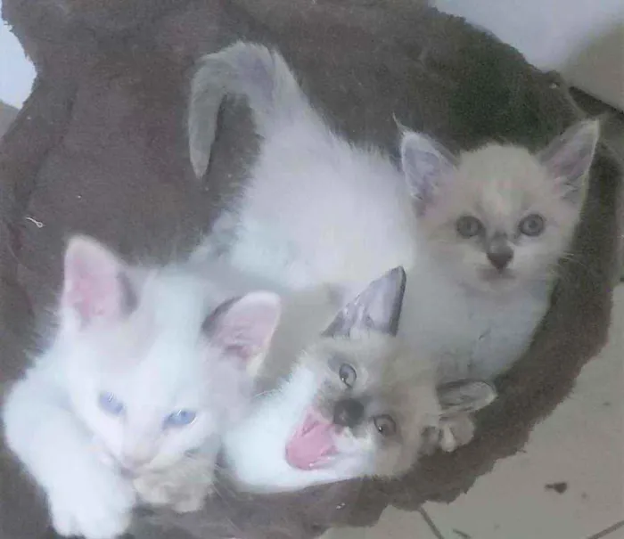 Gato ra a SRD idade 2 a 6 meses nome Gatinhos