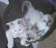 Gatinhos