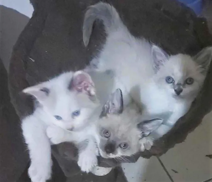 Gato ra a SRD idade 2 a 6 meses nome Gatinhos