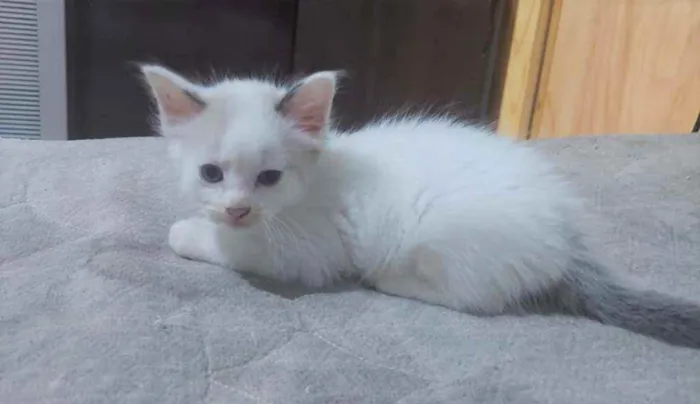 Gato ra a SRD idade 2 a 6 meses nome Gatinhos
