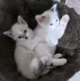 Gatinhos