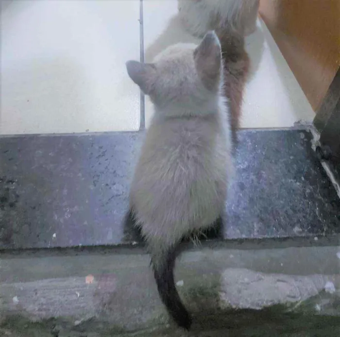 Gato ra a SRD idade 2 a 6 meses nome Gatinhos