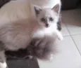 Gatinhos