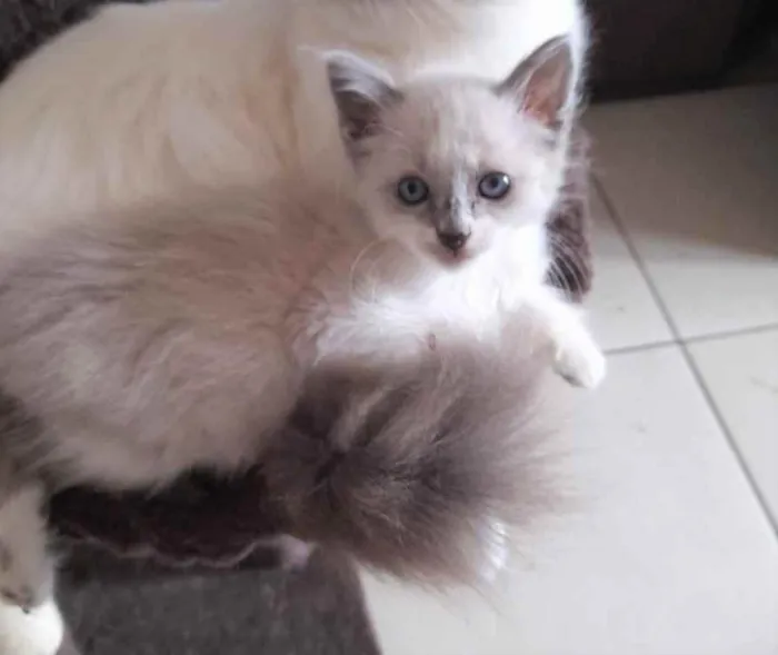 Gato ra a SRD idade 2 a 6 meses nome Gatinhos