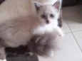Gatinhos