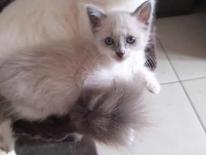 Gato ra a SRD idade 2 a 6 meses nome Gatinhos