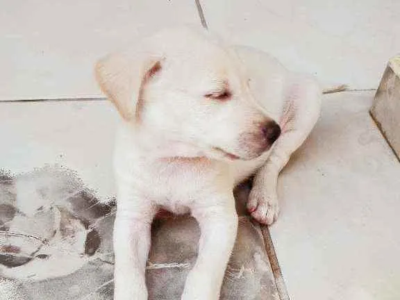 Cachorro ra a Sem raça definida idade Abaixo de 2 meses nome Fofinho