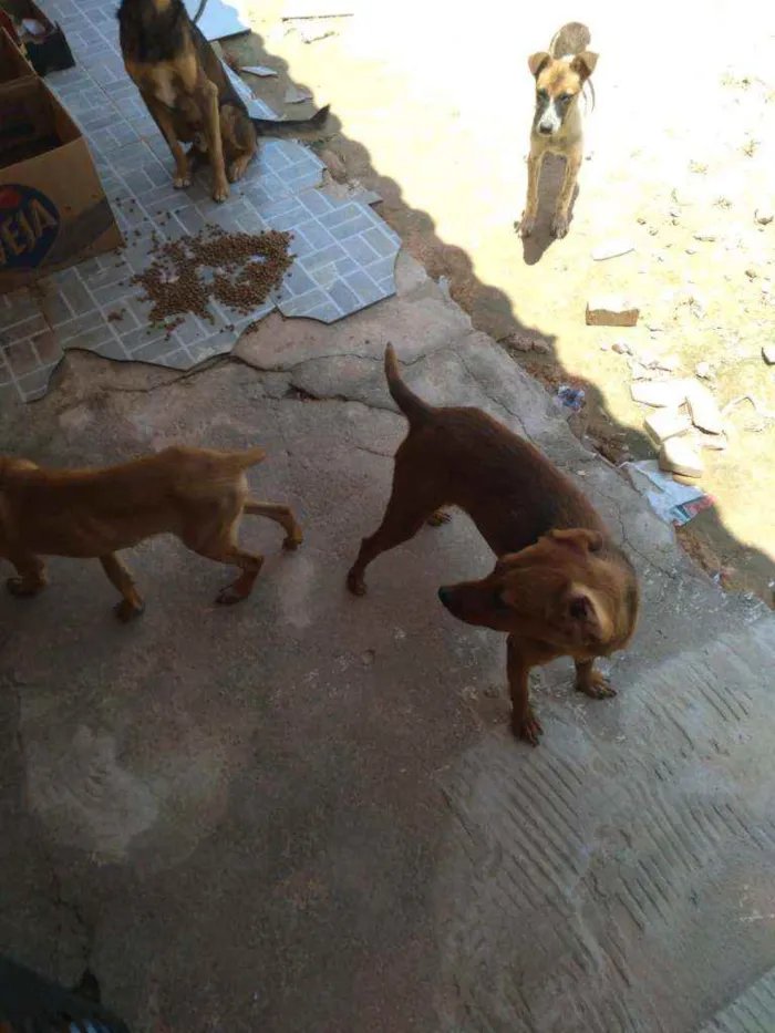 Cachorro ra a Raça não definida  idade 7 a 11 meses nome Max bobi Sofia Morga