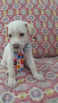 Enzo