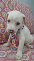 Enzo 