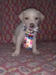Enzo