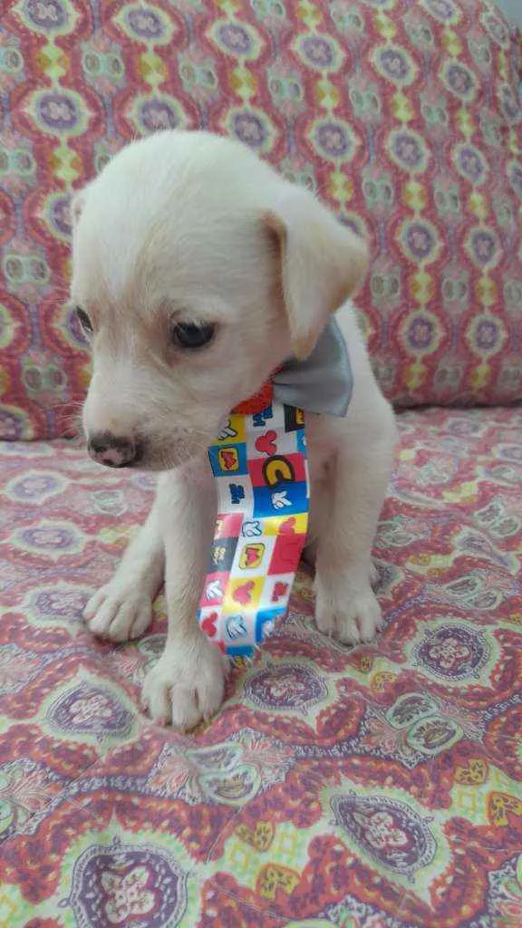 Cachorro ra a Srd idade 2 a 6 meses nome Enzo 